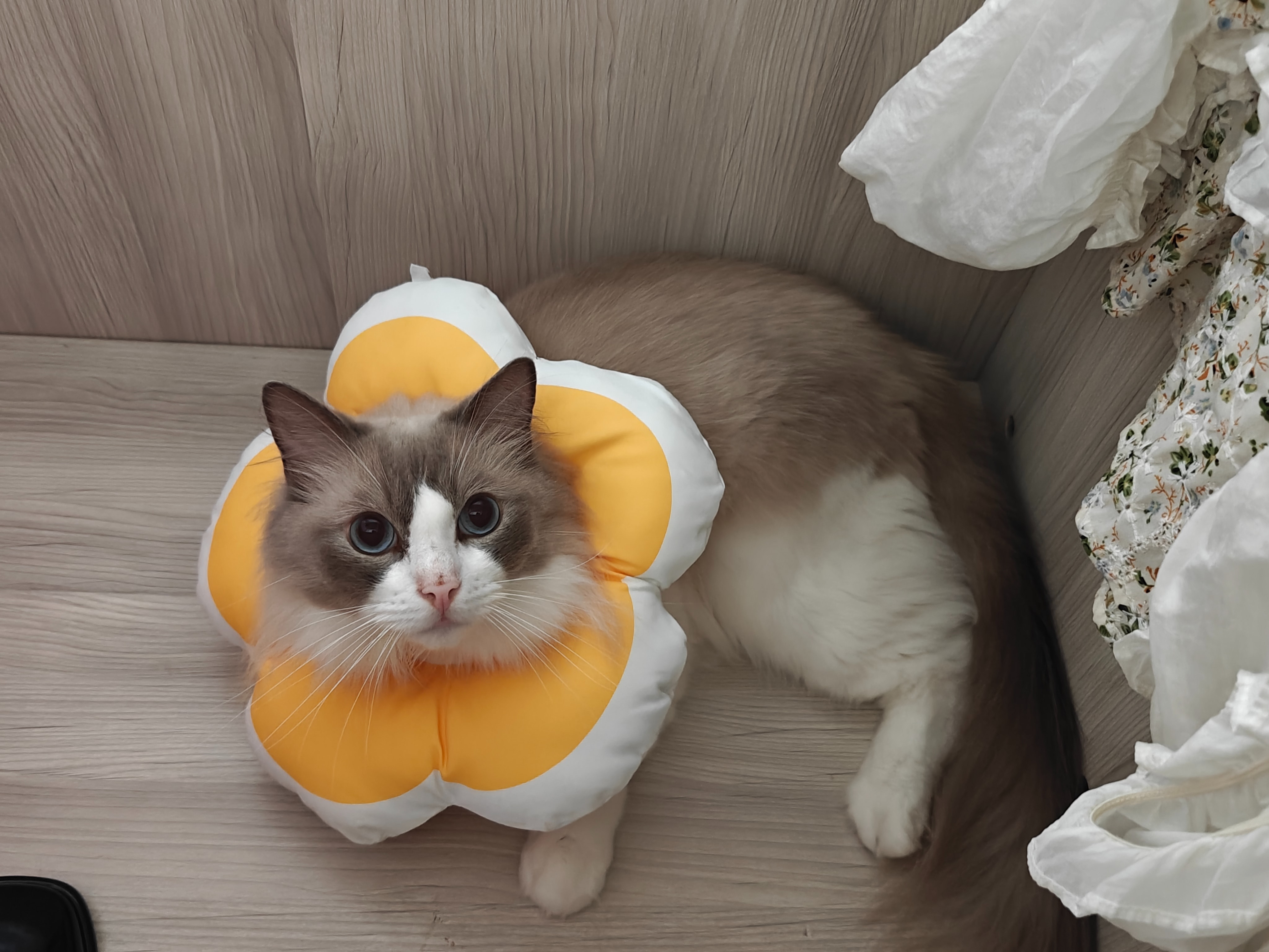 大菊花麦吉1