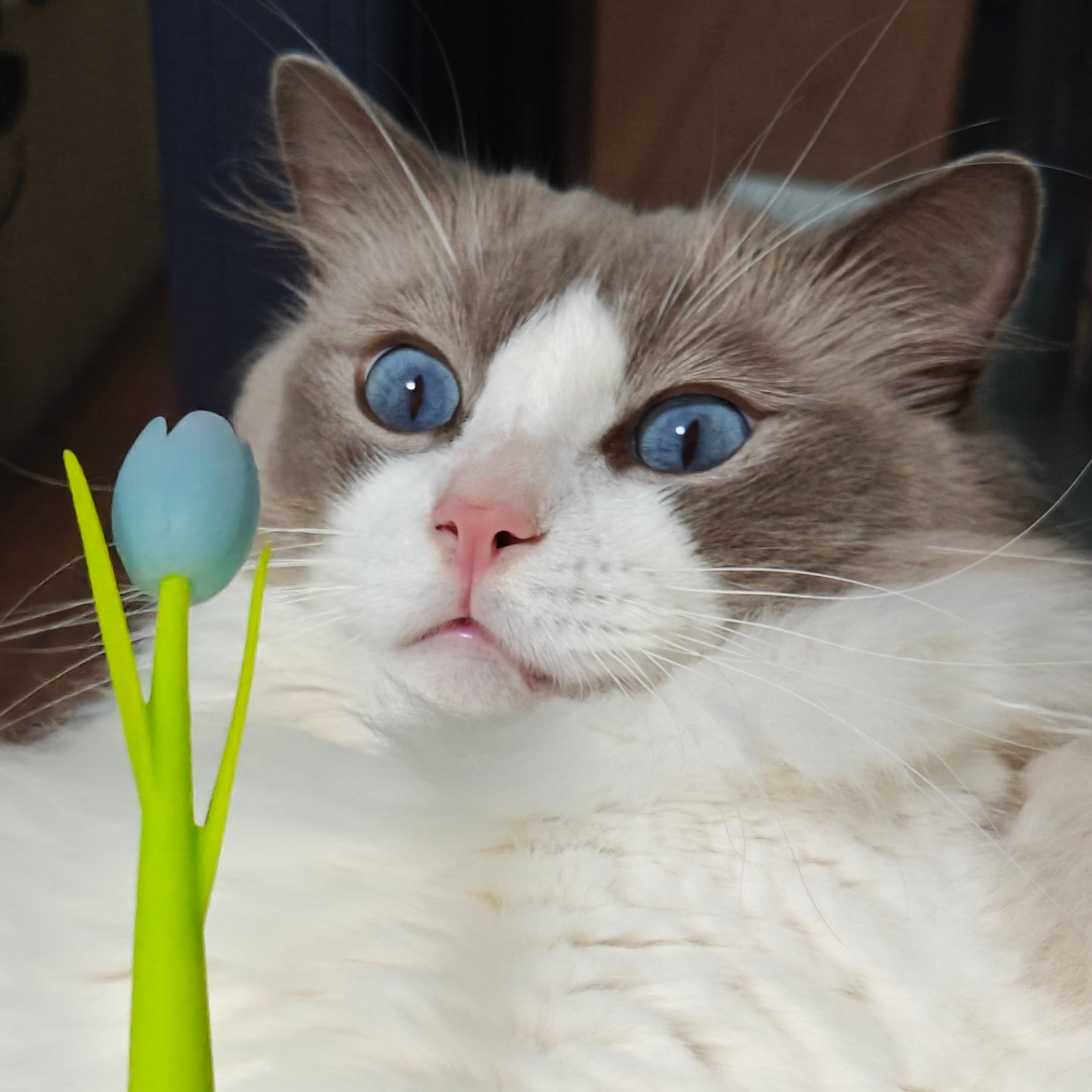 麦吉大战小花